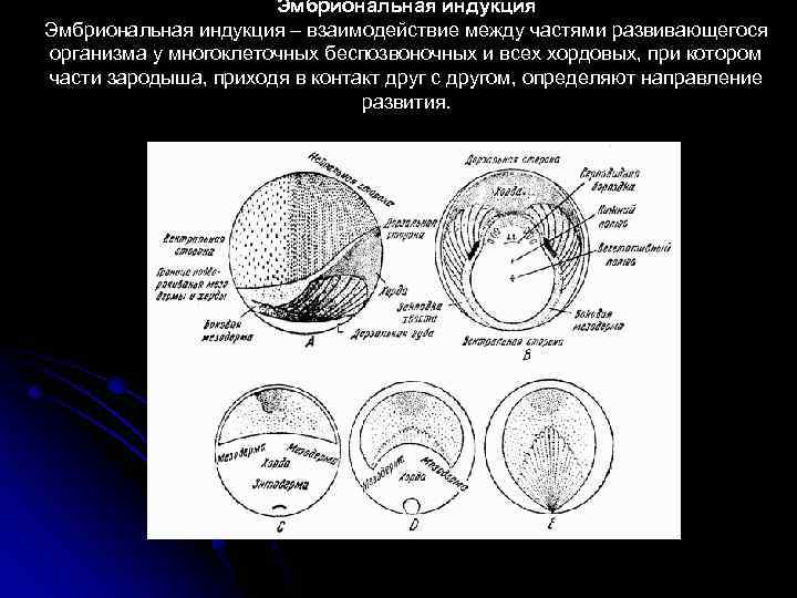 Эмбриональная индукция – взаимодействие между частями развивающегося организма у многоклеточных беспозвоночных и всех хордовых,