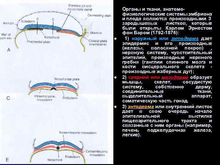 l l l Органы и ткани, анатомофизиологические системы эмбриона и плода являются производными 3