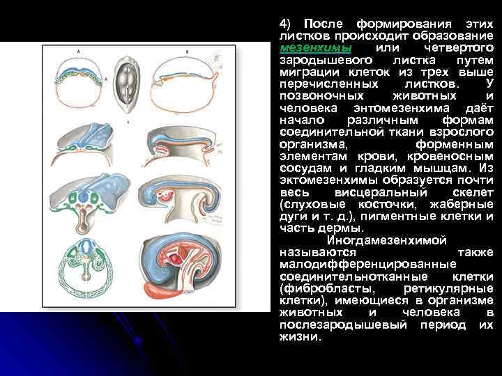 4) После формирования этих листков происходит образование мезенхимы или четвертого мезенхимы зародышевого листка путем