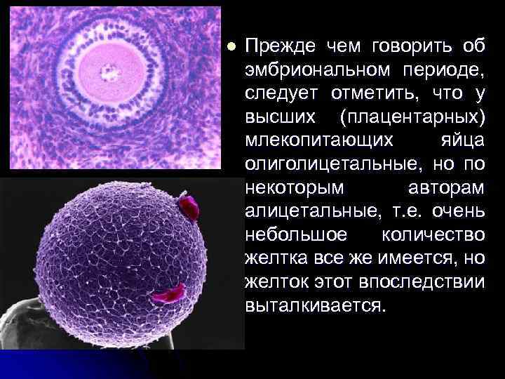 l Прежде чем говорить об эмбриональном периоде, следует отметить, что у высших (плацентарных) млекопитающих