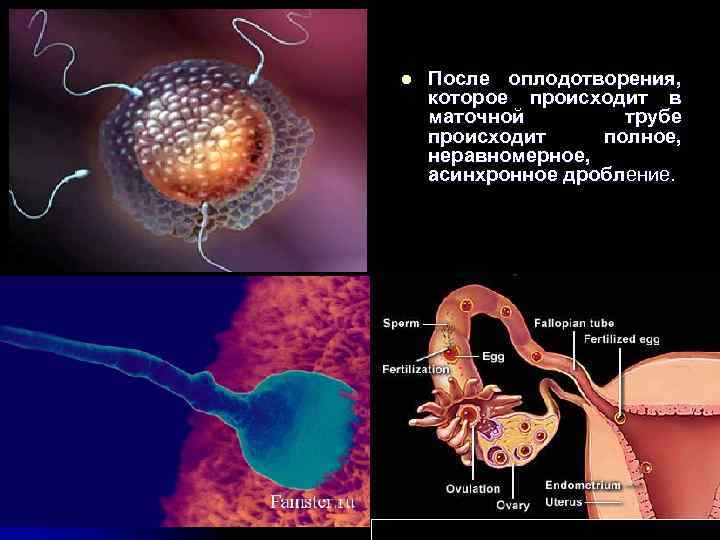 l После оплодотворения, которое происходит в маточной трубе происходит полное, неравномерное, асинхронное дробление. 