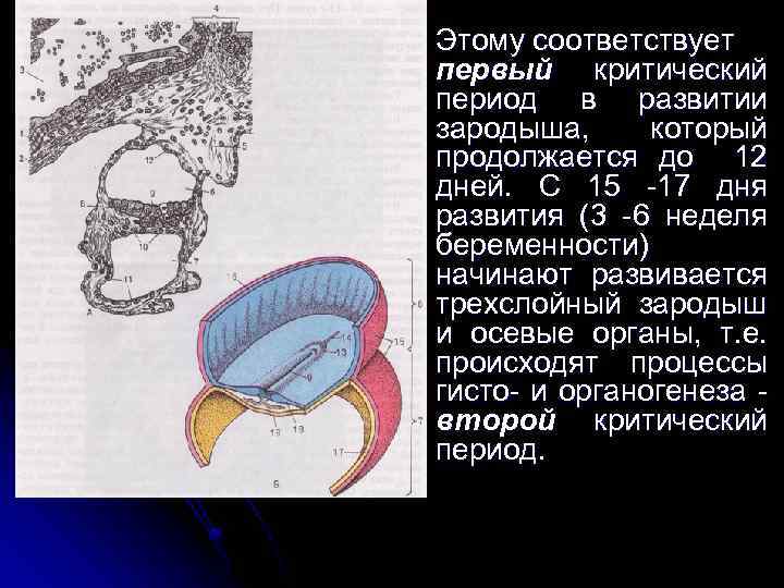 Этому соответствует первый критический период в развитии зародыша, который продолжается до 12 дней. С