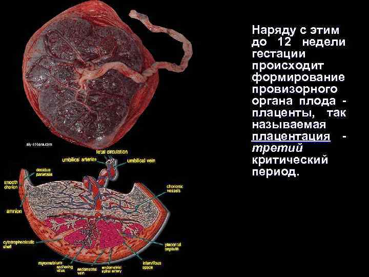 Наряду с этим до 12 недели гестации происходит формирование провизорного органа плода - плаценты,