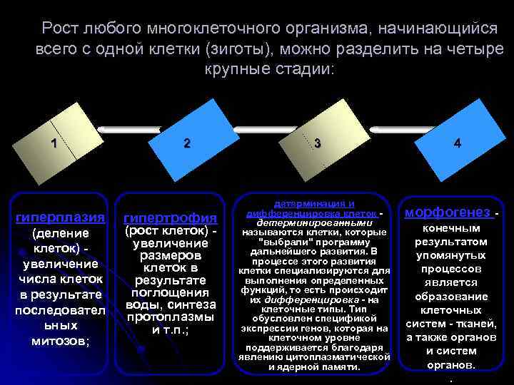 Рост любого многоклеточного организма, начинающийся всего с одной клетки (зиготы), можно разделить на четыре