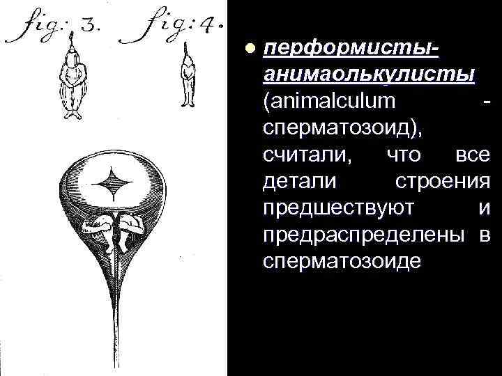 l перформистыанимаолькулисты (animalculum сперматозоид), считали, что все детали строения предшествуют и предраспределены в сперматозоиде