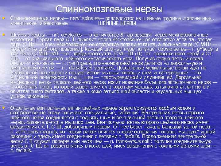 Спинномозговые нервы • Спинномозговые нервы— nervi spinales— разделяются на шейные грудные , поясничные ,