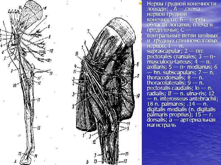 Нервы ноги. Плечевое сплетение анатомия животных. Дорсальный нерв лопатки анатомия. Проводниковая анестезия нервов грудной конечности у лошади. Иннервация грудной конечности.
