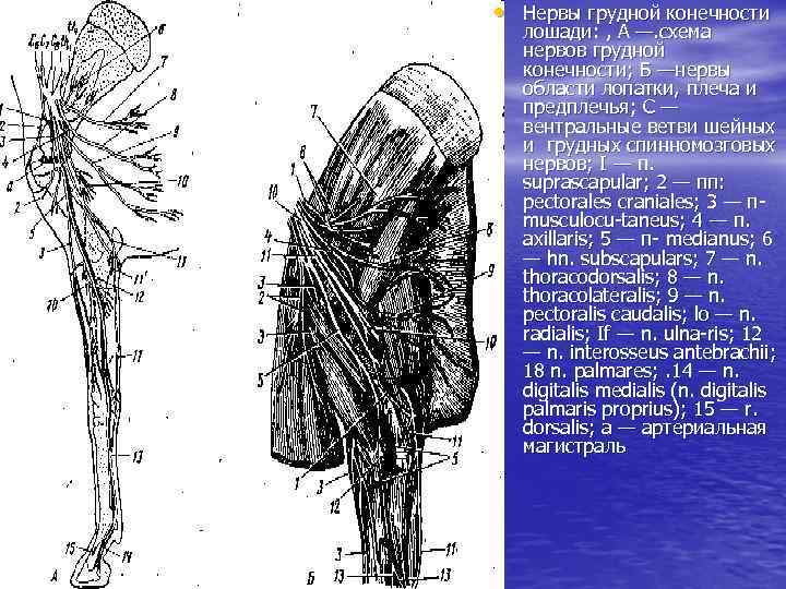 Грудные нервы. Плечевое сплетение анатомия животных. Дорсальный нерв лопатки анатомия. Проводниковая анестезия нервов грудной конечности у лошади. Иннервация грудной конечности.