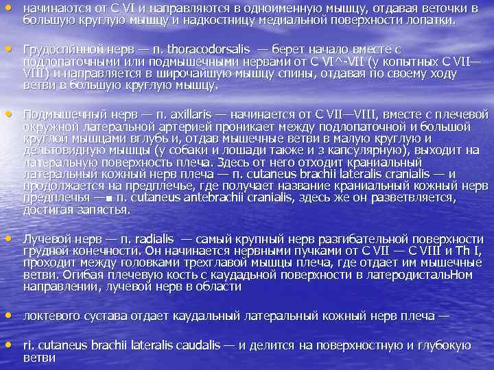  • начинаются от С VI и направляются в одноименную мышцу, отдавая веточки в