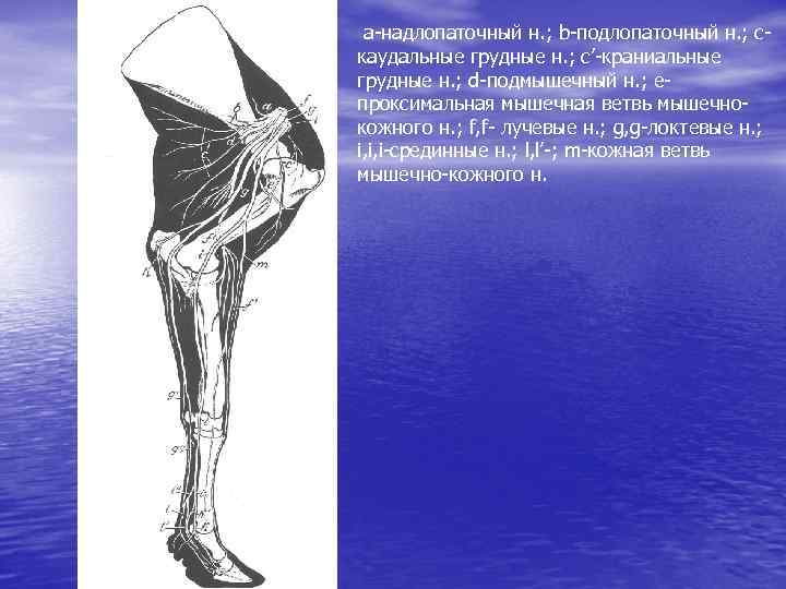 a-надлопаточный н. ; b-подлопаточный н. ; скаудальные грудные н. ; с’-краниальные грудные н. ;