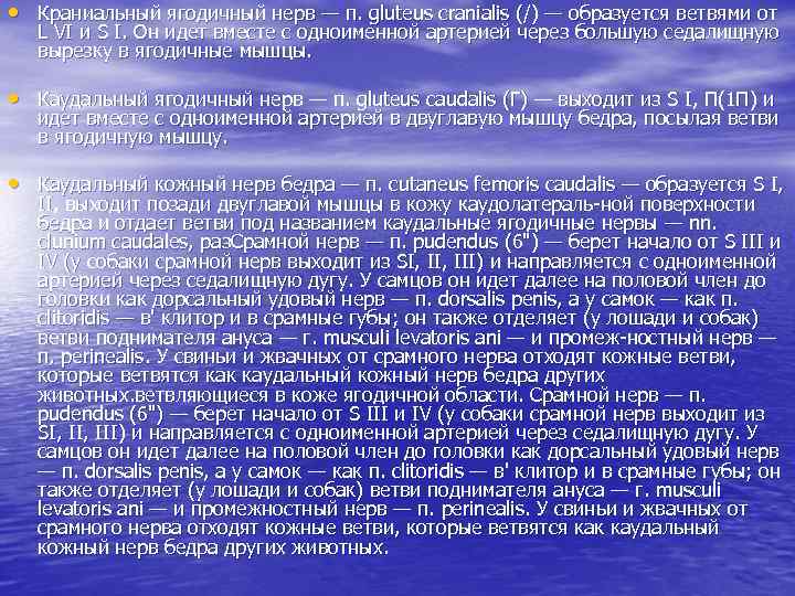  • Краниальный ягодичный нерв — п. gluteus cranialis (/) — образуется ветвями от