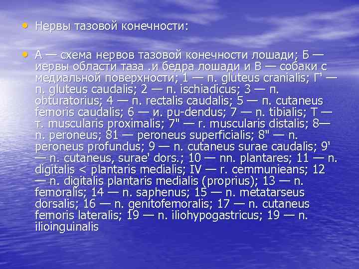  • Нервы тазовой конечности: • А — схема нервов тазовой конечности лошади; Б