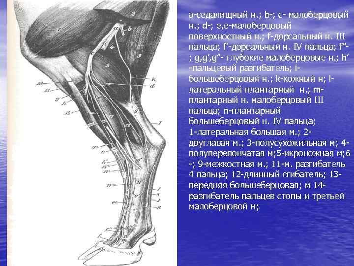 a-седалищный н. ; b-; с- малоберцовый н. ; d-; e, e-малоберцовый поверхностный н. ;