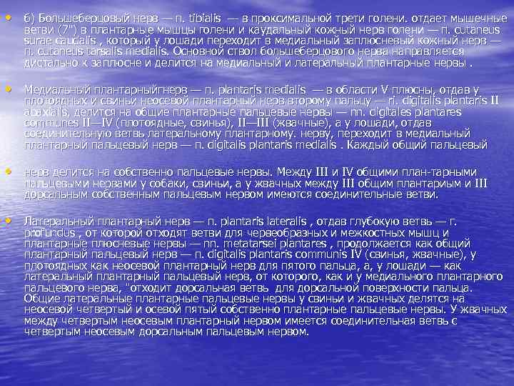  • б) Большеберцовый нерв — п. tibialis — в проксимальной трети голени. отдает