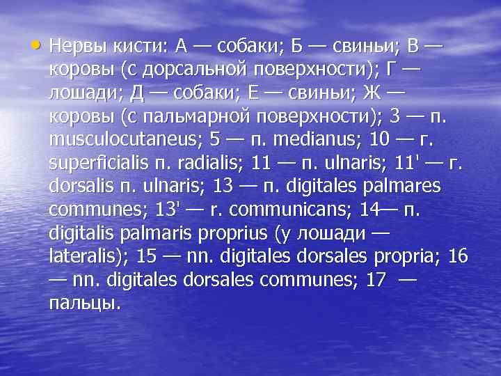  • Нервы кисти: А — собаки; Б — свиньи; В — коровы (с