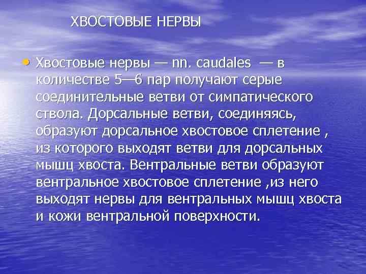 ХВОСТОВЫЕ НЕРВЫ • Хвостовые нервы — nn. caudales — в количестве 5— 6 пар