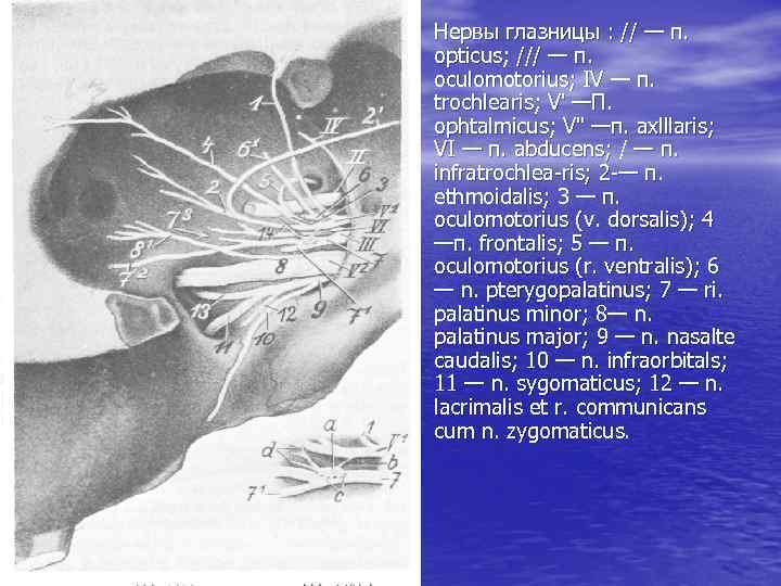  • Нервы глазницы : // — п. opticus; /// — п. oculomotorius; IV