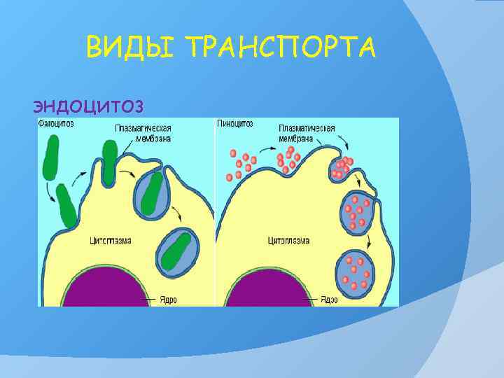 ВИДЫ ТРАНСПОРТА эндоцитоз 