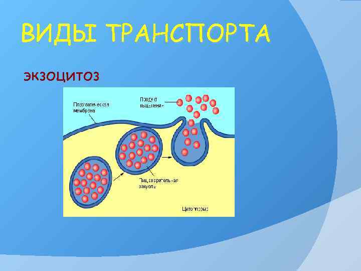 ВИДЫ ТРАНСПОРТА экзоцитоз 