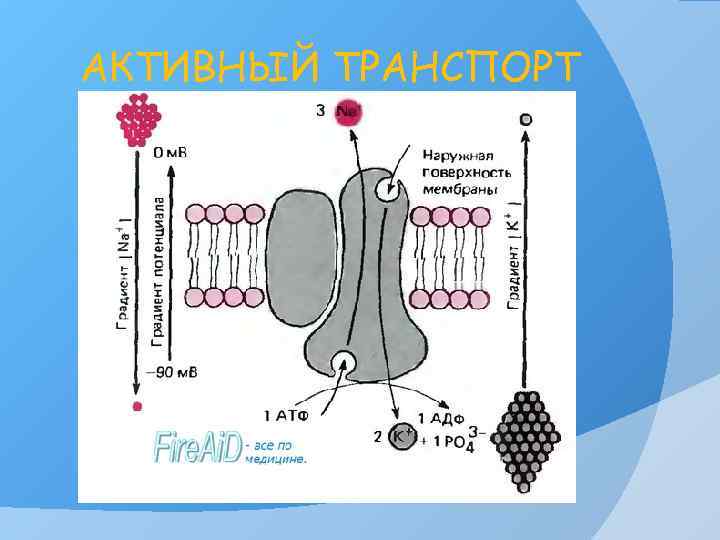 АКТИВНЫЙ ТРАНСПОРТ 