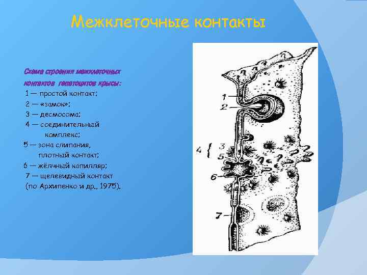 Межклеточные контакты Схема строения межклеточных контактов гепатоцитов крысы: 1 — простой контакт; 2 —