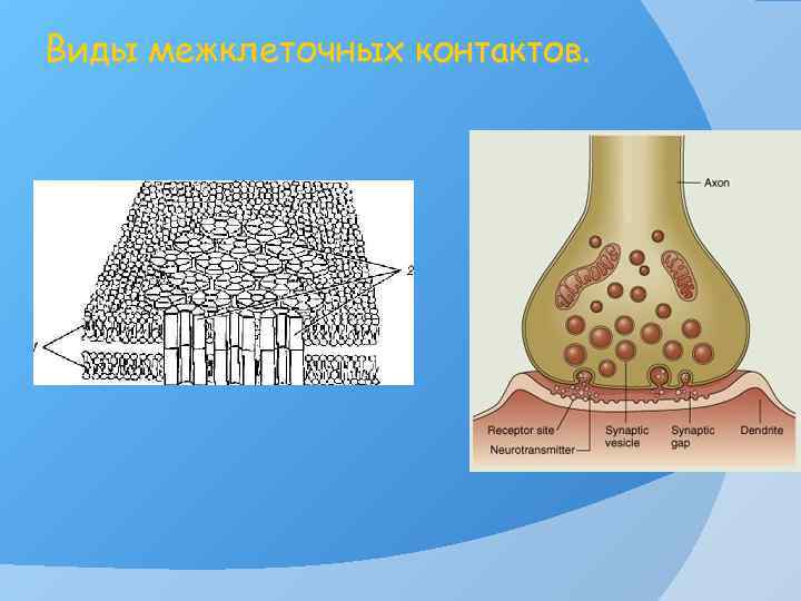 Виды межклеточных контактов. 