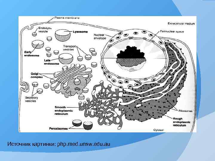 Источник картинки: php. med. unsw. edu. au 