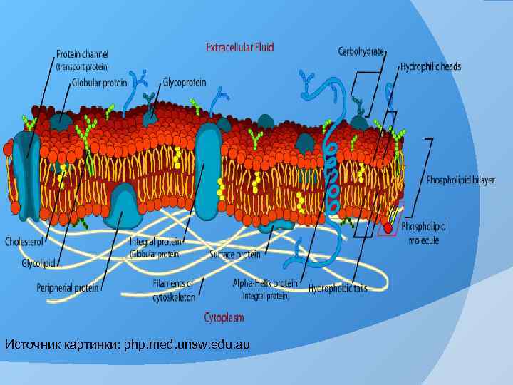 Источник картинки: php. med. unsw. edu. au 