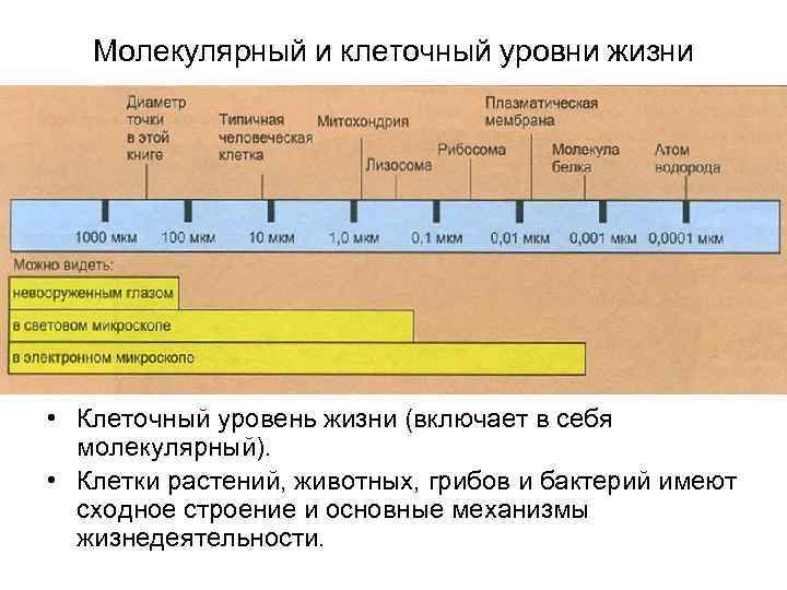 На рисунке изображена клетка в разный период времени какое свойство живых систем