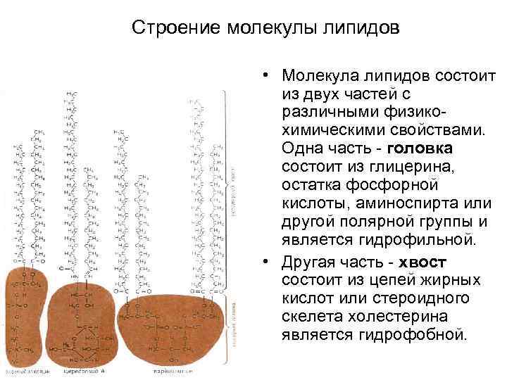 Строение молекулы липидов • Молекула липидов состоит из двух частей с различными физикохимическими свойствами.