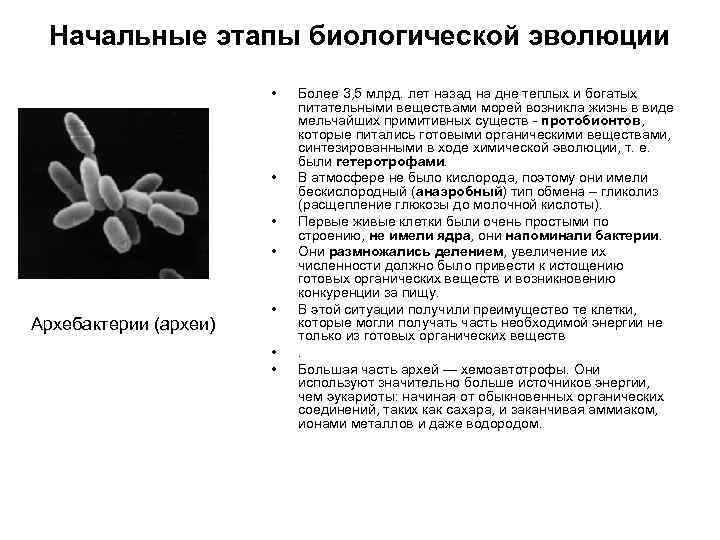 Появление клетки как исходная точка биологической эволюции