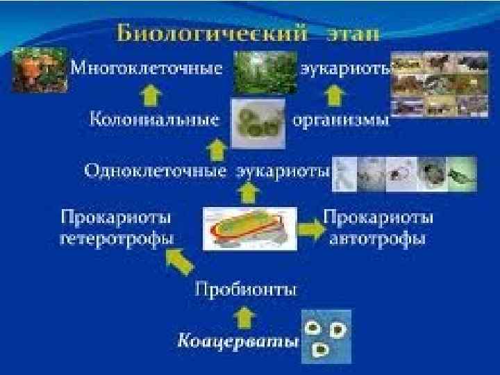 Какое свойство живых систем изображено на рисунке гриб и медведь