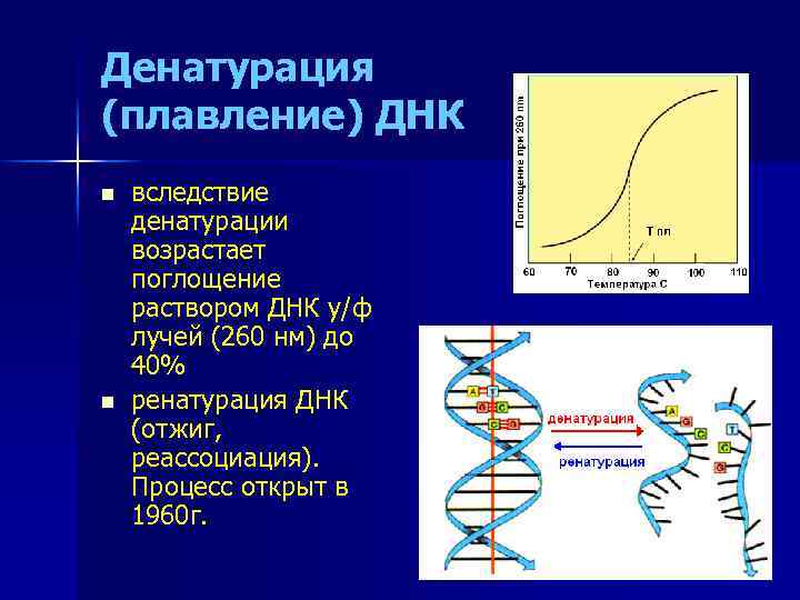 Денатурация (плавление) ДНК n n вследствие денатурации возрастает поглощение раствором ДНК у/ф лучей (260