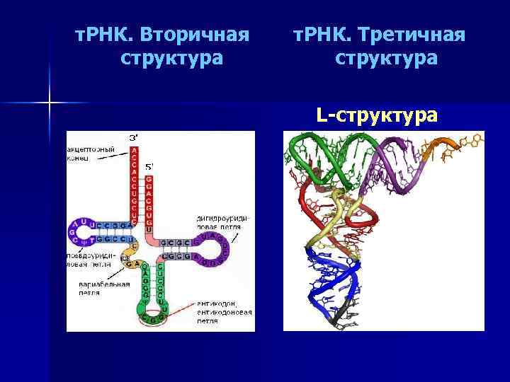 т. РНК. Вторичная структура т. РНК. Третичная структура L-структура 