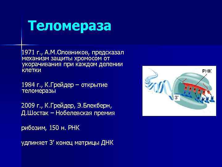 Теломераза 1971 г. , А. М. Оловников, предсказал механизм защиты хромосом от укорачивания при