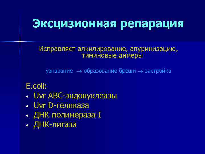 Эксцизионная репарация Исправляет алкилирование, апуринизацию, тиминовые димеры узнавание образование бреши застройка E. coli: •