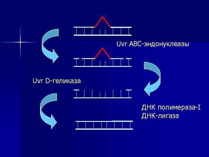 Uvr ABC-эндонуклеазы Uvr D-геликаза ДНК полимераза-I ДНК-лигаза 