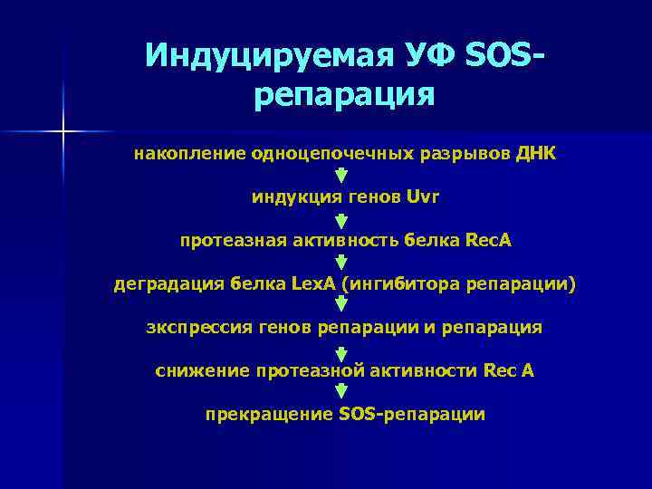 Индуцируемая УФ SOSрепарация накопление одноцепочечных разрывов ДНК индукция генов Uvr протеазная активность белка Rec.