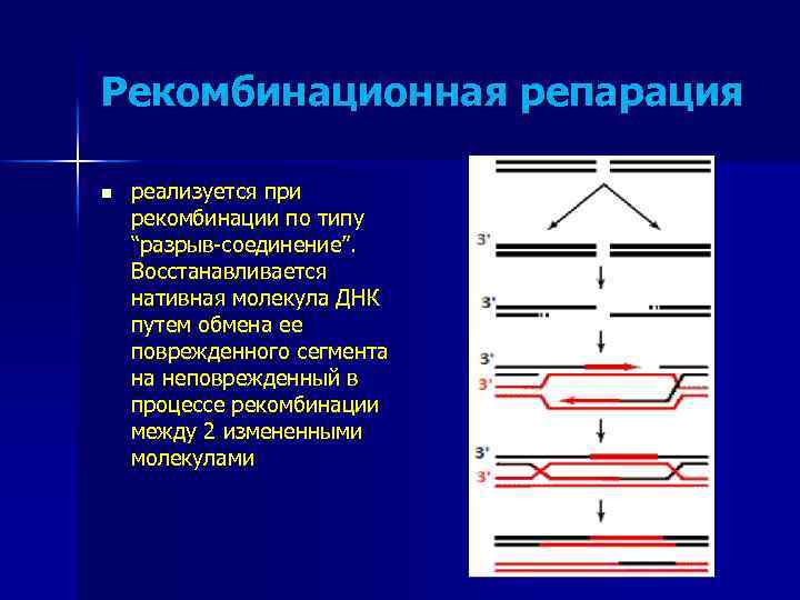 Рекомбинационная репарация n реализуется при рекомбинации по типу “разрыв-соединение”. Восстанавливается нативная молекула ДНК путем