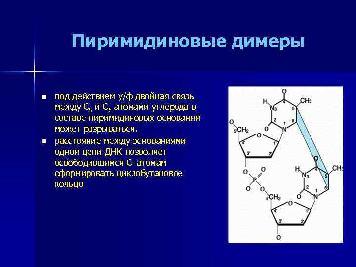 Пиримидиновые димеры n n под действием у/ф двойная связь между С 5 и С