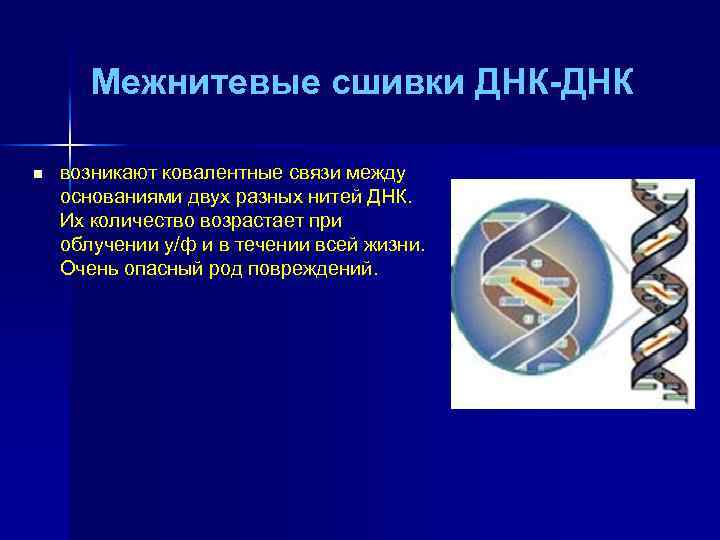 Межнитевые сшивки ДНК-ДНК n возникают ковалентные связи между основаниями двух разных нитей ДНК. Их