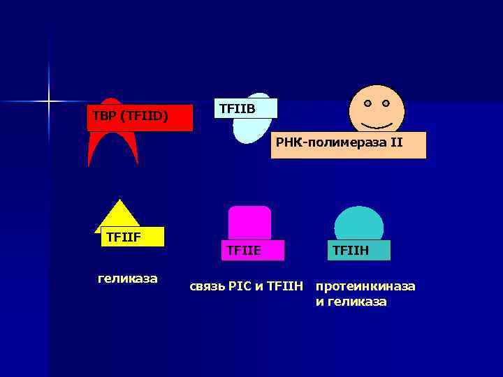 ТВР (TFIID) TFIIB РНК-полимераза II TFIIF геликаза TFIIE TFIIH cвязь PIC и TFIIH протеинкиназа