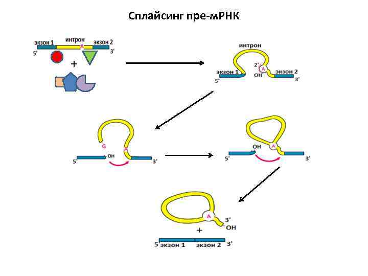 Сплайсинг рнк у эукариот. Сплайсинг матричной РНК. Сплайсинг РНК схема. Сплайсинг биология схема.