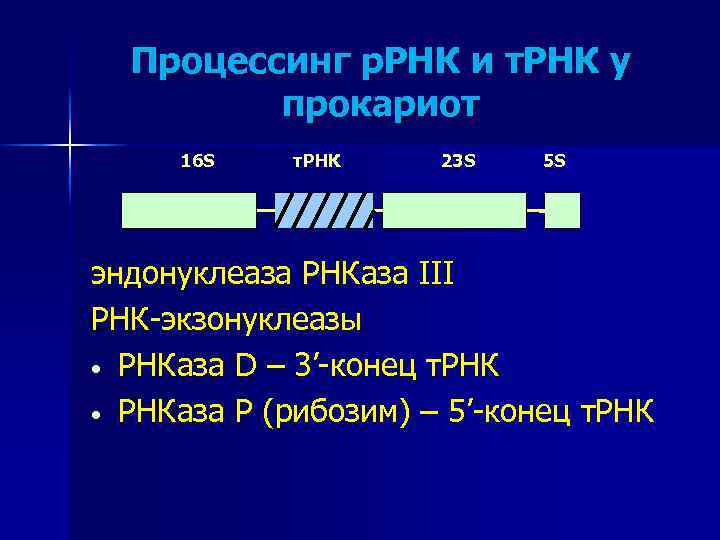 Процессинг р. РНК и т. РНК у прокариот 16 S т. РНК 23 S