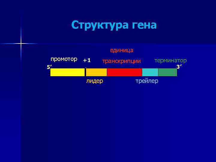 Структура гена. Структура Гена промотор. Состав Гена. Функции 5 лидера Гена. Структура Гена эукариот. Трейлер.