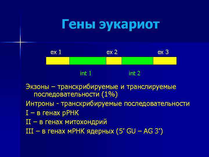 Гены эукариот ex 1 ex 2 int 1 ex 3 int 2 Экзоны –