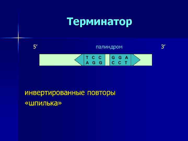 Терминатор 5’ палиндром 3’ 