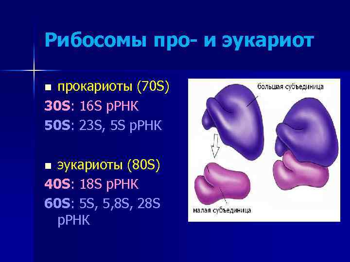 Размер рибосом эукариот