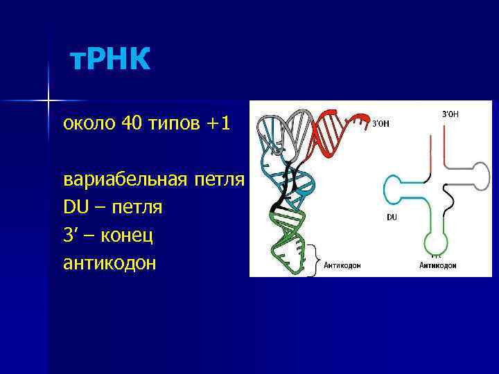 Т петля т рнк. Вариабельная петля ТРНК. Петли ТРНК. Т-РНК D-петля вариабельная петля. Вариабельная петля ТРНК функция.