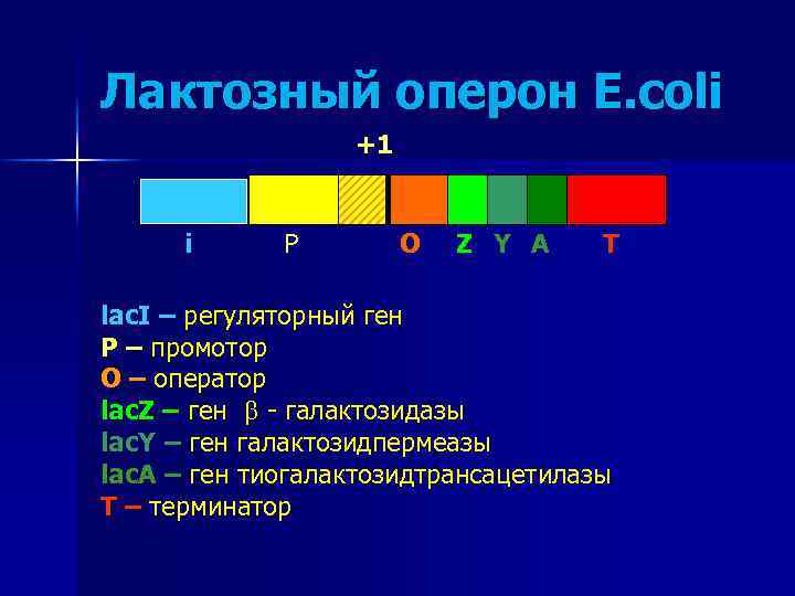 Лактозный оперон E. coli +1 i P O Z Y A T lac. I